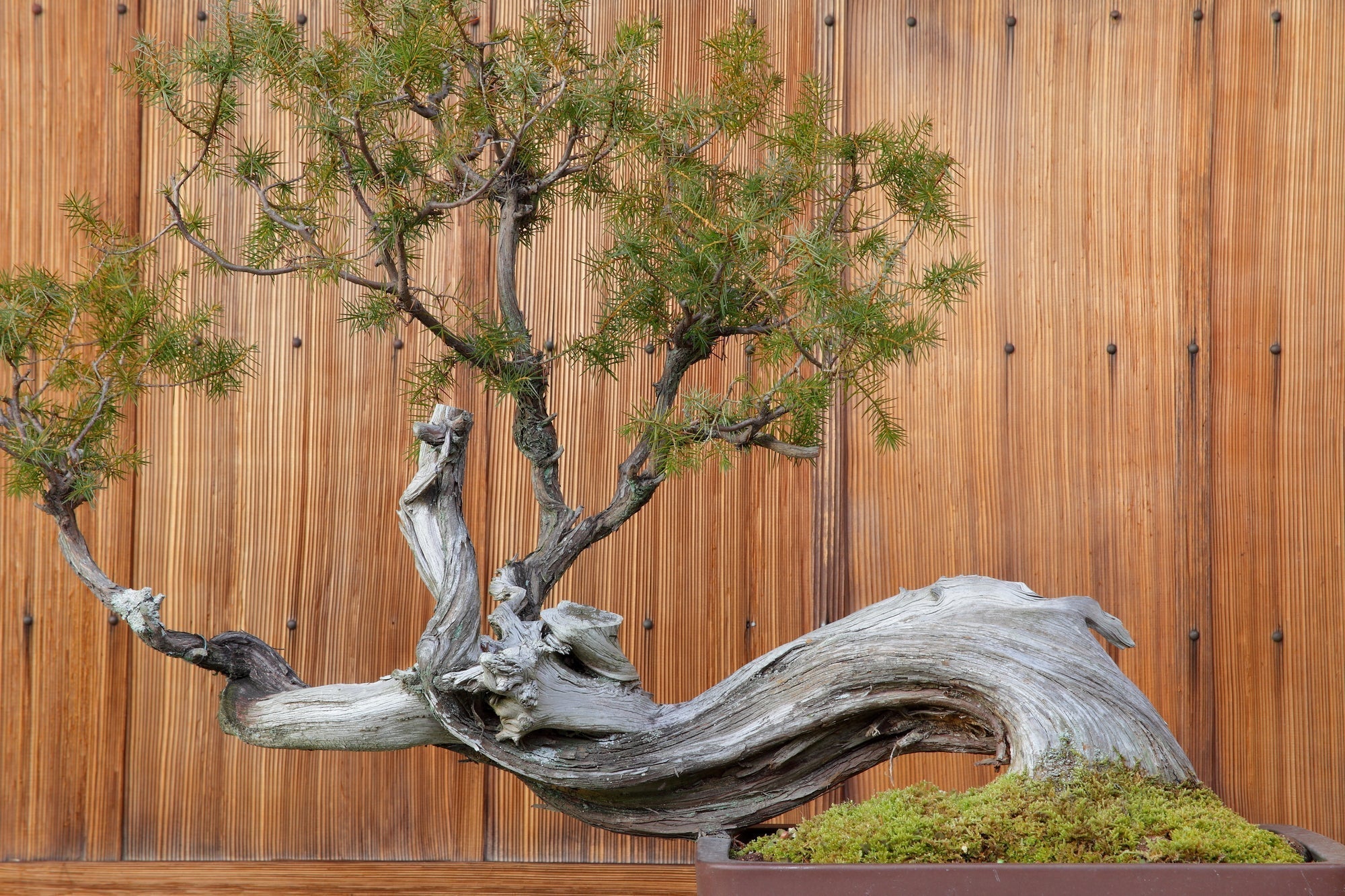 pflanzenlicht für bonsai LED Pflanzenlampe weiss, rotspektrum main image 1