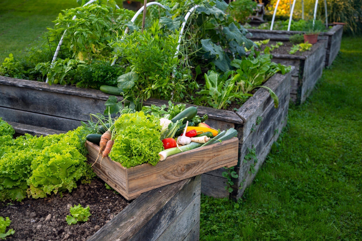 Raised Bed Gardening 101: A Step-by-Step Guide for Beginners