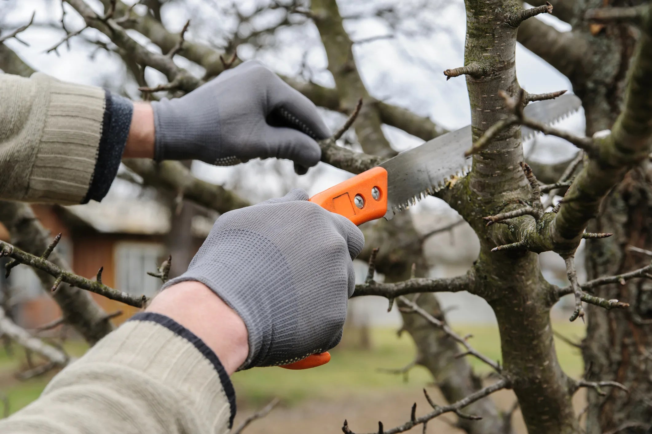 Japanese tree pruning saw discount
