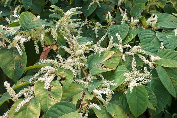 Is Japanese Knotweed Harmful? Here's What You Need to Know