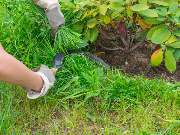 Everything You Need To Know About Weed Removal