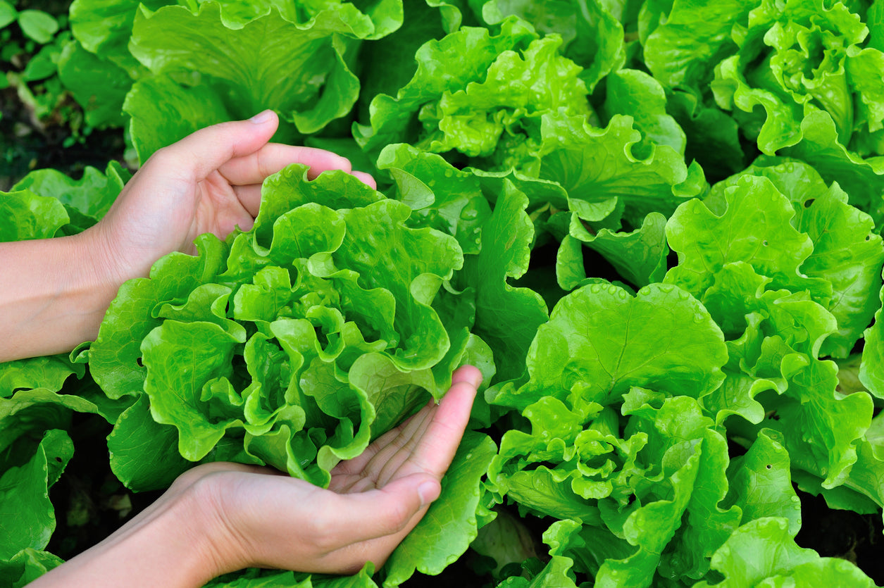 How To Harvest Lettuce: An In-Depth Guide + Tips – Daitool