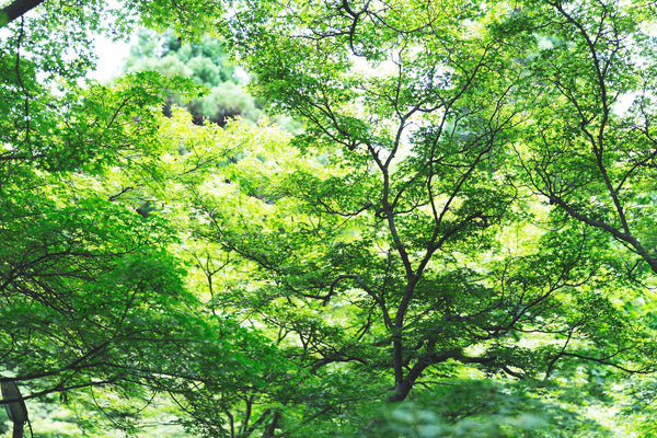 A Brief Guide To Japanese Trees