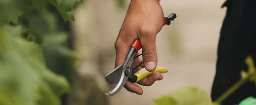 Japanese Pruning Shears