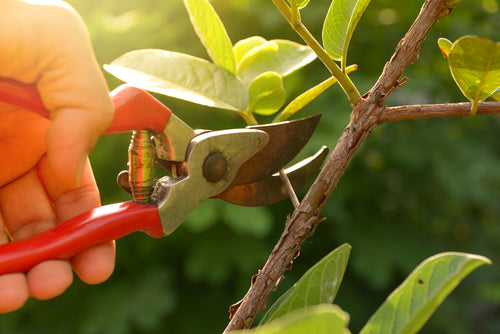 nishigaki pruning shears daitool