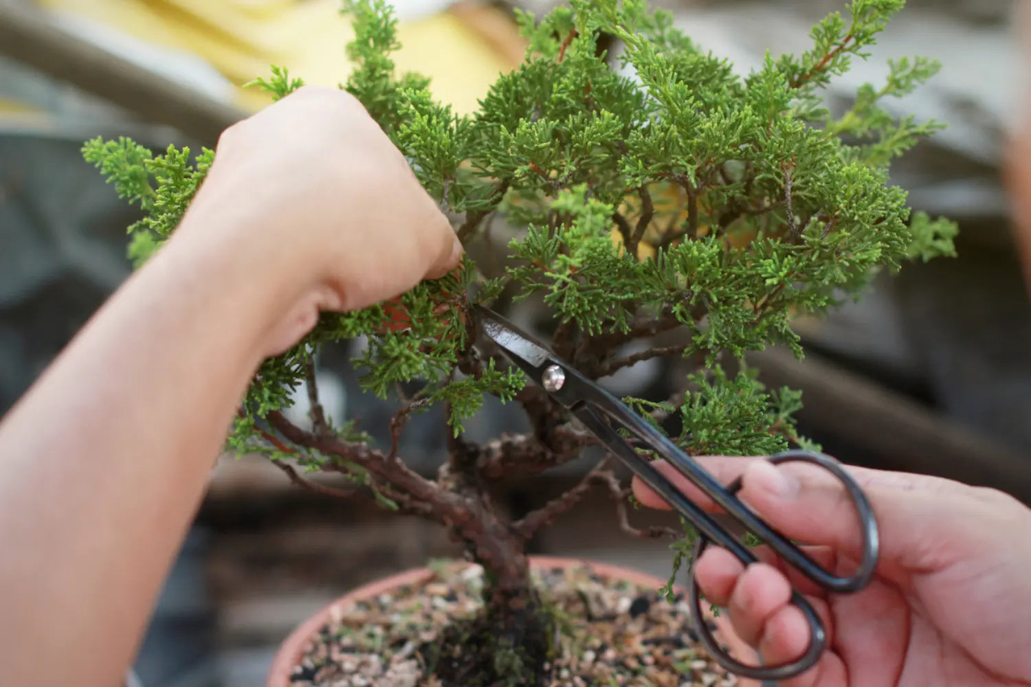 bonsai tools daitool