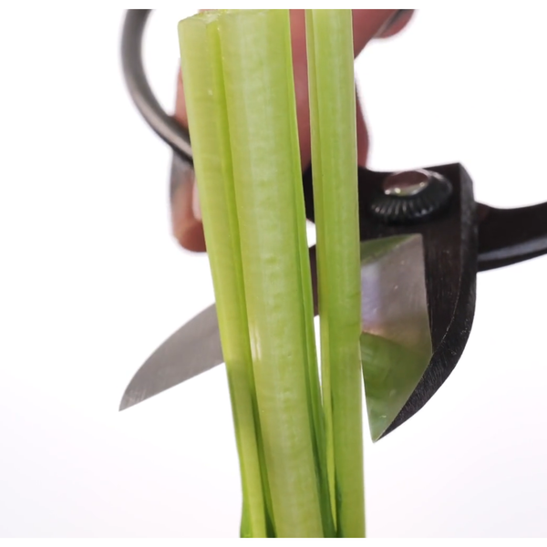 Toyama Hamono Carbon Steel Ikebana Flower Shears 165mm